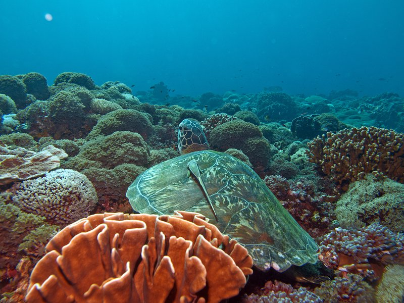 Remora, Turtle, Manta Point